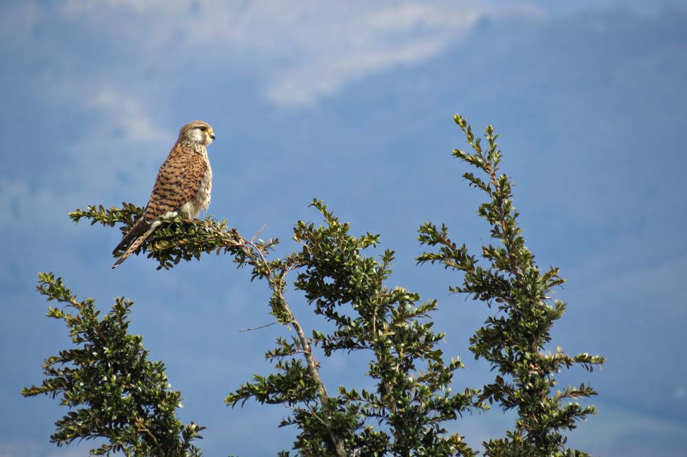 Faucon crécerelle femelle - Falco tinnunculus - Ariège © Claudine Delmas