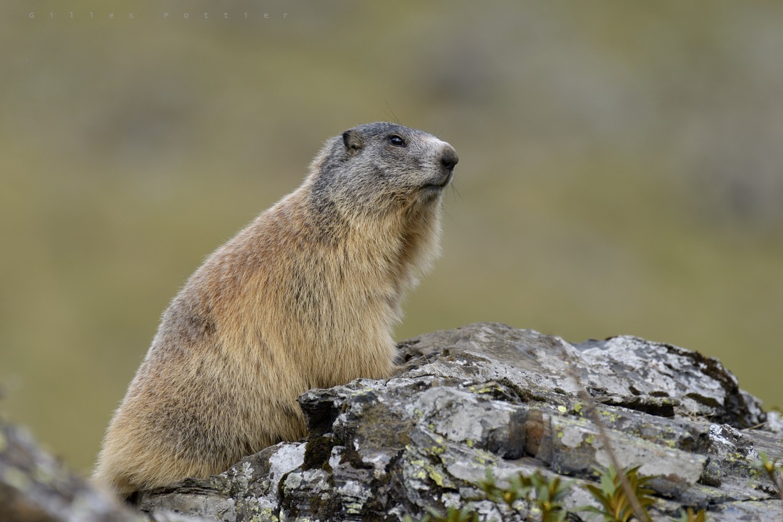 Marmotte - Marmota marmota - Massif de l'Arbizon. © Gilles Pottier