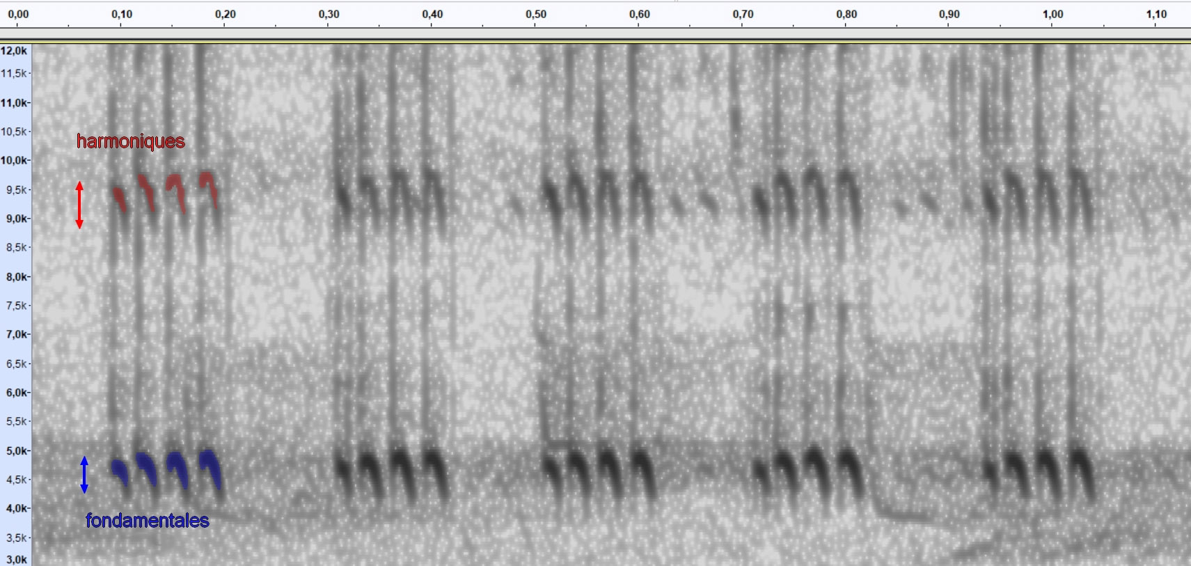Gryllus campestris, sonogramme du chant du mâle, 20°C Rebigue 31, 26/04/2020 © Ghislain Riou